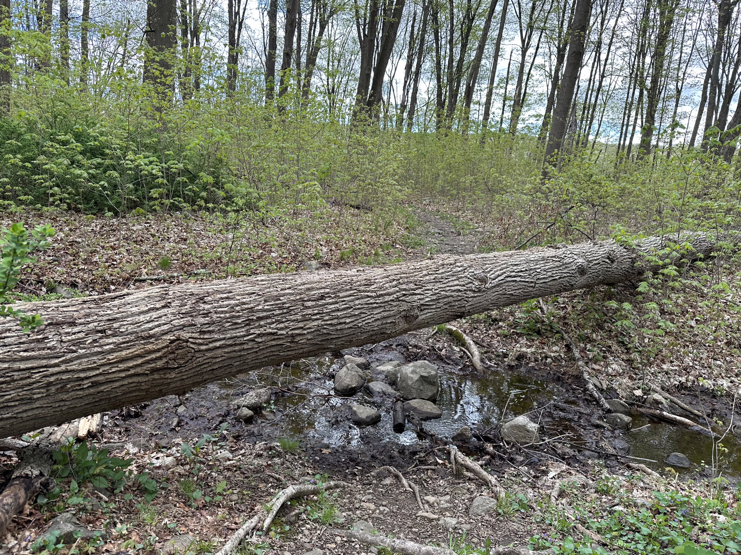 fallen tree on a trail in the woods while hiking